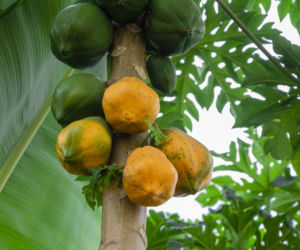 Papaja