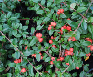 Irga Dammera 'Coral Beauty'