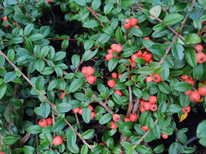 Irga Dammera 'Coral Beauty'