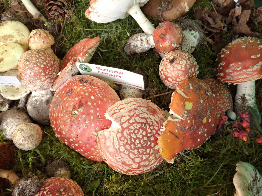 Grzybobranie lubelskie - naturalnie! Zamość 2023