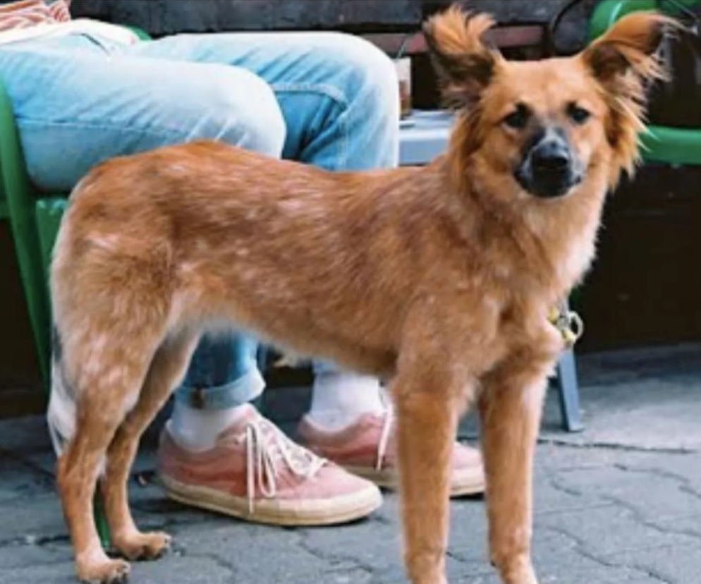 Koda