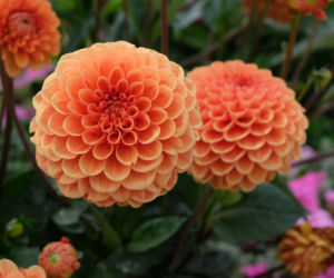 Dalia ogrodowa
