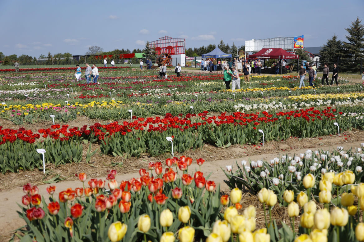 Świto Tulipanów 2025