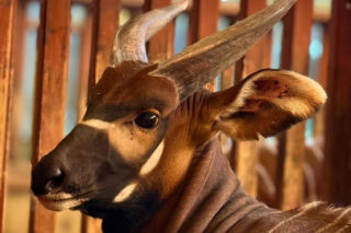 Rodowity Niemiec zamieszkał w Warszawie. Bongo Matayo nowym lokatorem ZOO w Warszawie