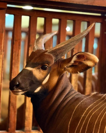 Rodowity Niemiec zamieszkał w Warszawie. Bongo Matayo nowym lokatorem ZOO w Warszawie