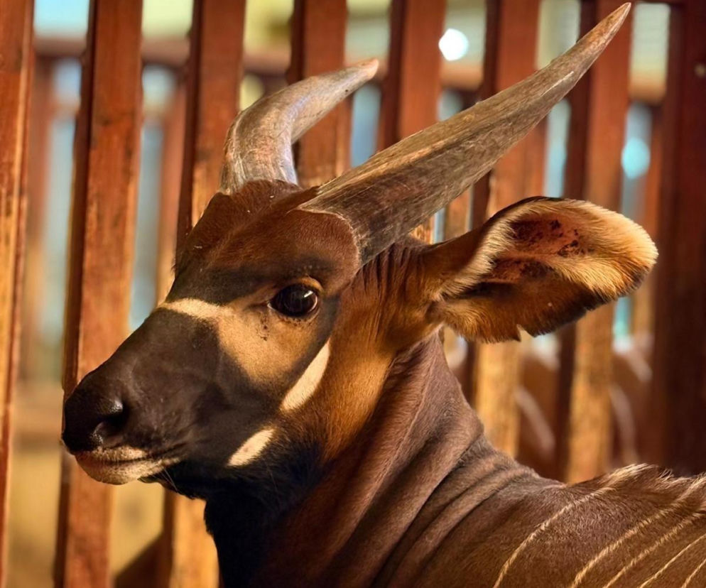 Bongo Matayo nowym lokatorem ZOO w Warszawie