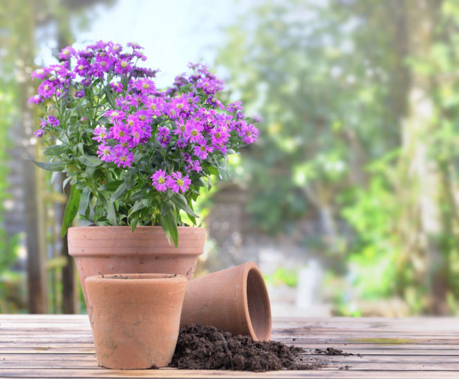 Aster bylinowy