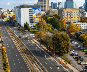 Serek wolski w Warszawie