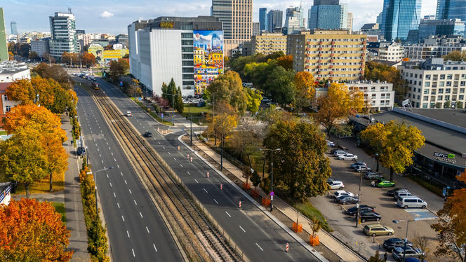 Serek wolski w Warszawie