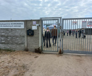 Przybyło psów w schronisku w Henrykowie koło Leszna. Ilość zatrważająca