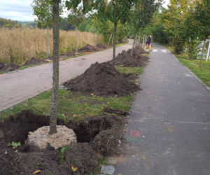 Nowe drzewa nad jeziorem Długim. Dlaczego stare zostały usunięte? [FOTO]