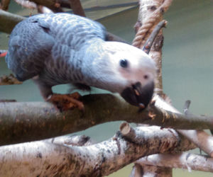 Papugarnia w Rzeszowie
