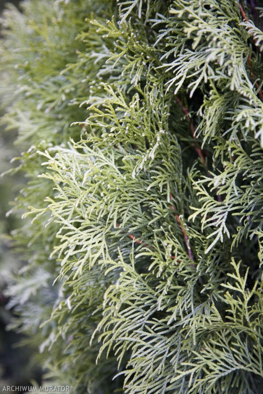 Thuja occidentalis 'Smaragd'