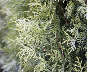 Thuja occidentalis 'Smaragd'