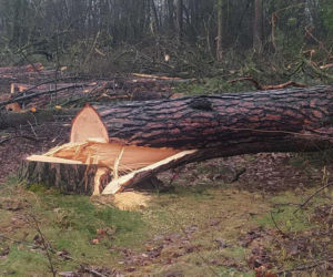 Tragedia podczas wycinki drzew. Olbrzymi konar zmiażdżył Pawła w lesie