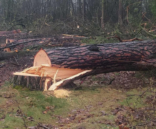 Tragedia podczas wycinki drzew. Olbrzymi konar zmiażdżył Pawła w lesie