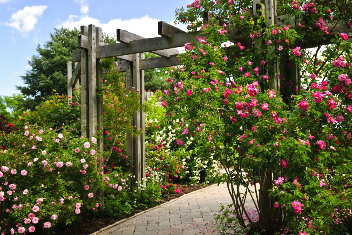Rosarium - ogród pełen róż
