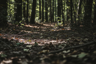 ASF w Łódzkiem. Jak prokuratura bada tajemnicze znalezisko?