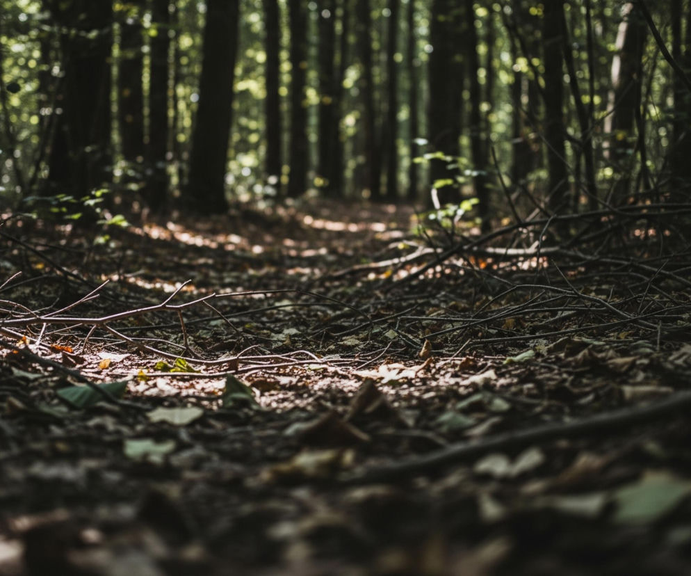 Pierwszy plan przedstawia gęstą warstwę suchych liści i gałęzi w ciemnych odcieniach brązu, szarości i zieleni, oświetlonych fragmentarycznie przez promienie słońca. W centralnej części obrazu widoczna jest ścieżka leśna, prowadząca w głąb lasu, z częściowo rozmyśloną perspektywą. Tło wypełniają wysokie, smukłe pnie drzew w ciemnych barwach, z zielonymi liśćmi prześwitującymi w oddali, tworząc rozproszone plamy światła.