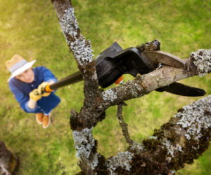 Nożyce do cięcia gałęzi 
