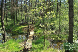 To nowa atrakcja przyrodnicza. Przejdzie przez środek rezerwatu z listy UNESCO