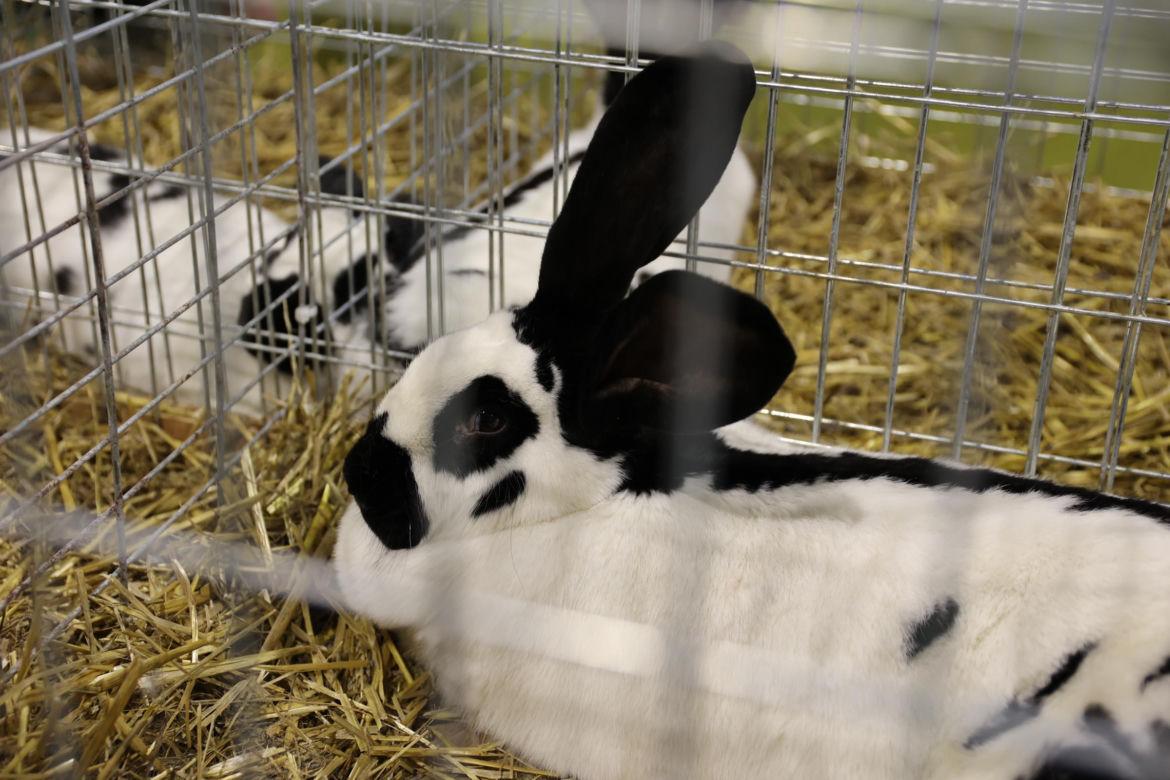 Zoopark 2024 w Lublinie. Można podziwiać wiele gatunków zwierząt