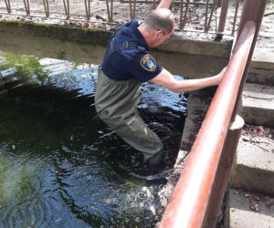 Skok z okna na trzecim piętrze i ucieczka do kanału! Strażnicy uratowali kota z opresji