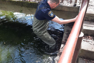 Skok z okna na trzecim piętrze i ucieczka do kanału! Strażnicy uratowali kota z opresji