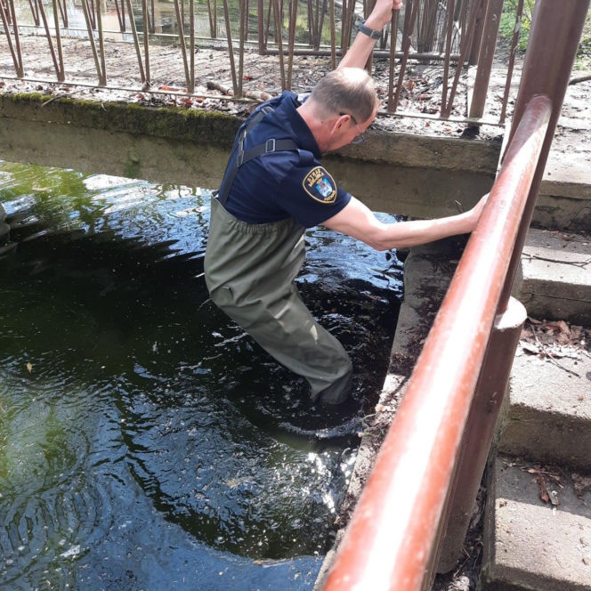 Skok z okna na trzecim piętrze i ucieczka do kanału! Strażnicy uratowali kota z opresji
