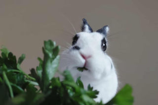 Zajączki i króliki coraz częściej dostrzeżemy w okresie Wielkanocy. Tymi prawdziwymi zajmuje się Uszaty Lublin