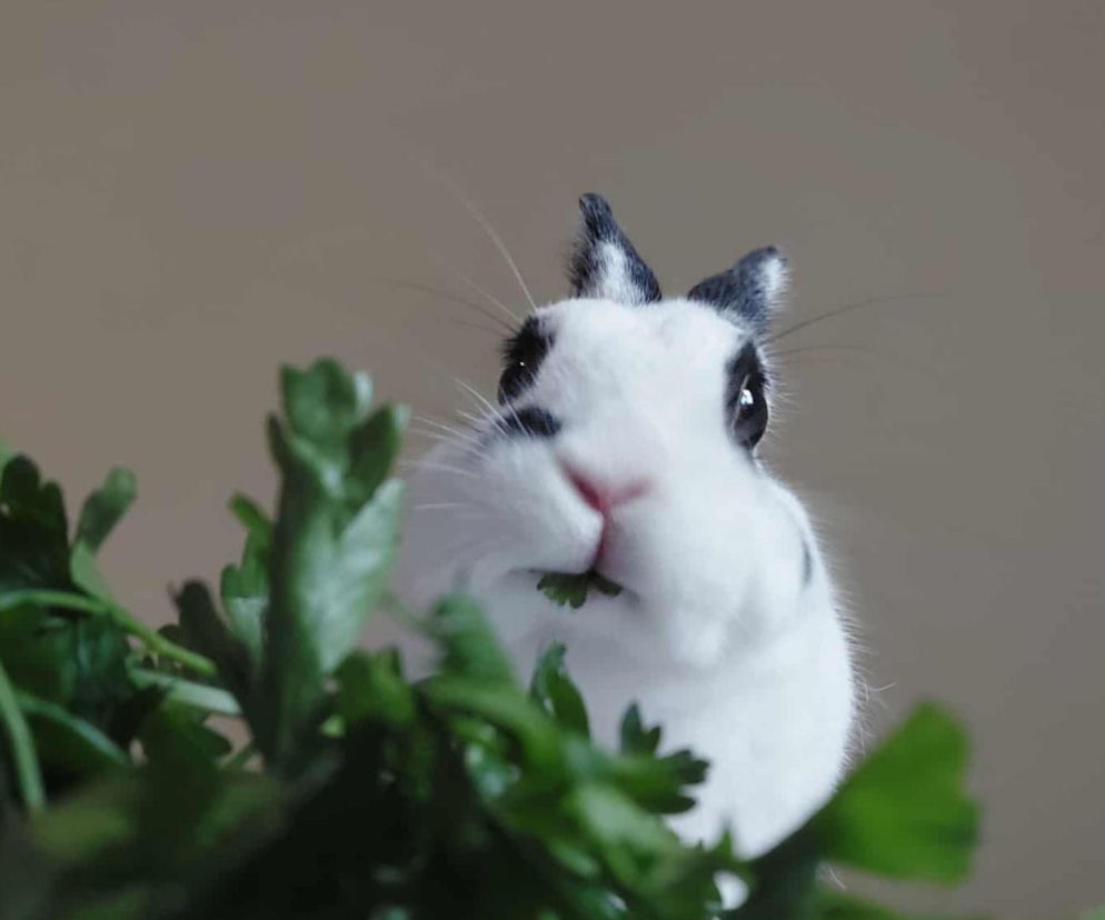 Zajączki i króliki coraz częściej dostrzeżemy w okresie Wielkanocy. Tymi prawdziwymi zajmuje się Uszaty Lublin