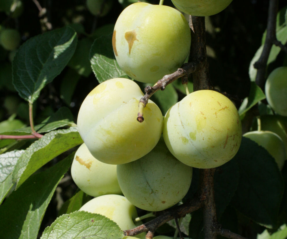 Śliwa 'Renkloda Ulena'