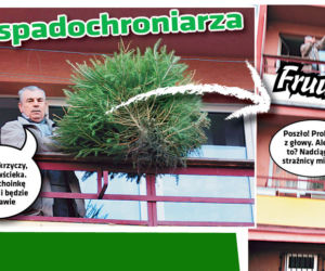 ak pozbyć  się choinki