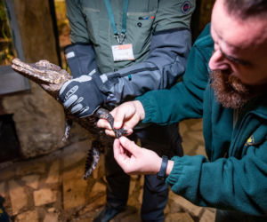 Kajman złapany we Wrocławiu trafił do ogrodu zoologicznego