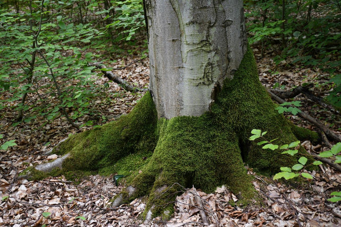 Utworzono Rezerwaty „Góra Skarbowa” i „Uroczysko Tumlińskie”