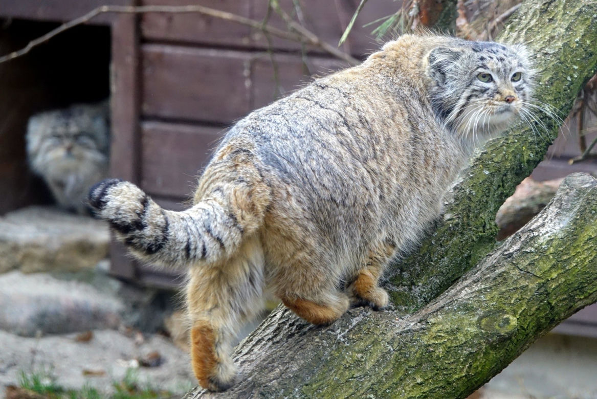Manul uciekł z zoo