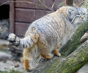 Manul uciekł z zoo