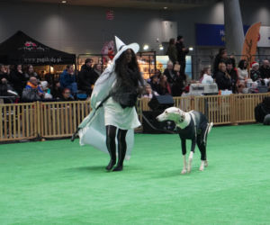 Międzynarodowa Wystawa Psów Rasowych Duo Cacib Kielce 2025