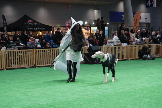 Międzynarodowa Wystawa Psów Rasowych Duo Cacib Kielce 2025