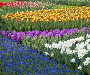 Wiosenne kwiaty cebulowe