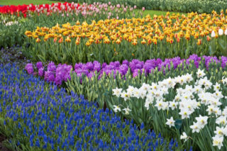 Wiosenne kwiaty cebulowe