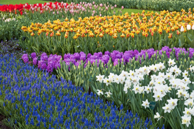 Wiosenne kwiaty cebulowe