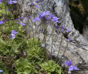 Tłustosz (Pinguicula)