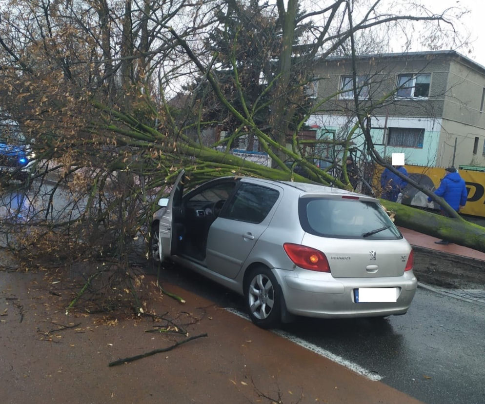 W Lesznie wiatr powalił drzewo na samochód