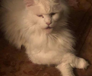 Maryla Rodowicz - koty nie przejedzą emerytury gwiazdy