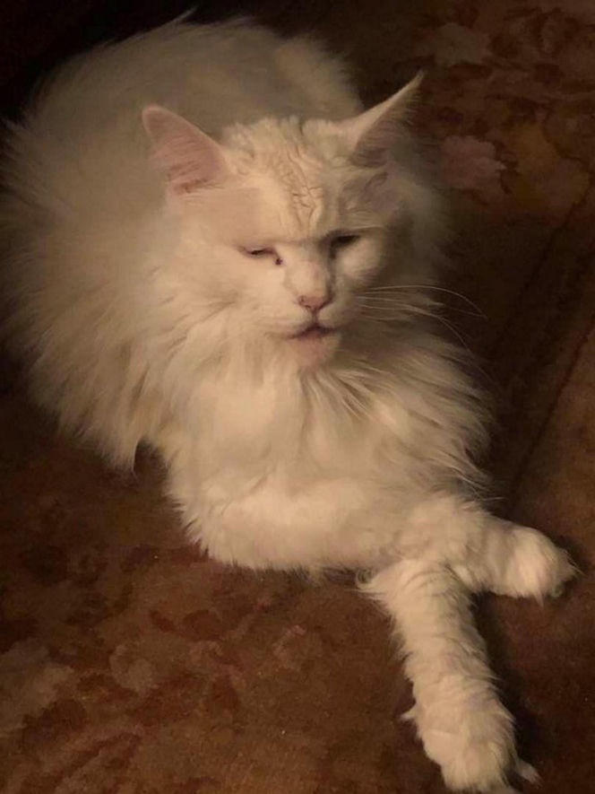 Maryla Rodowicz - koty nie przejedzą emerytury gwiazdy