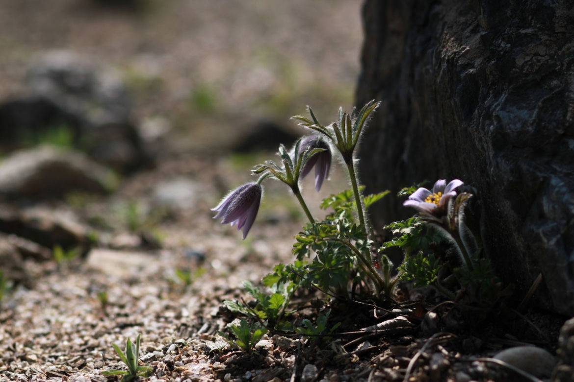 MIĘTA POLNA