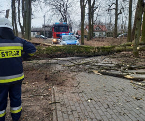 Maję zabiło spróchniałe drzewo w parku