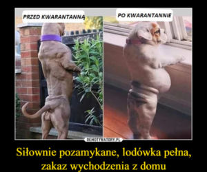 Zamknięcie siłowni, koniec z zajęciami fitness [MEMY]