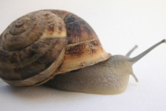 Ślimaki w ogrodzie